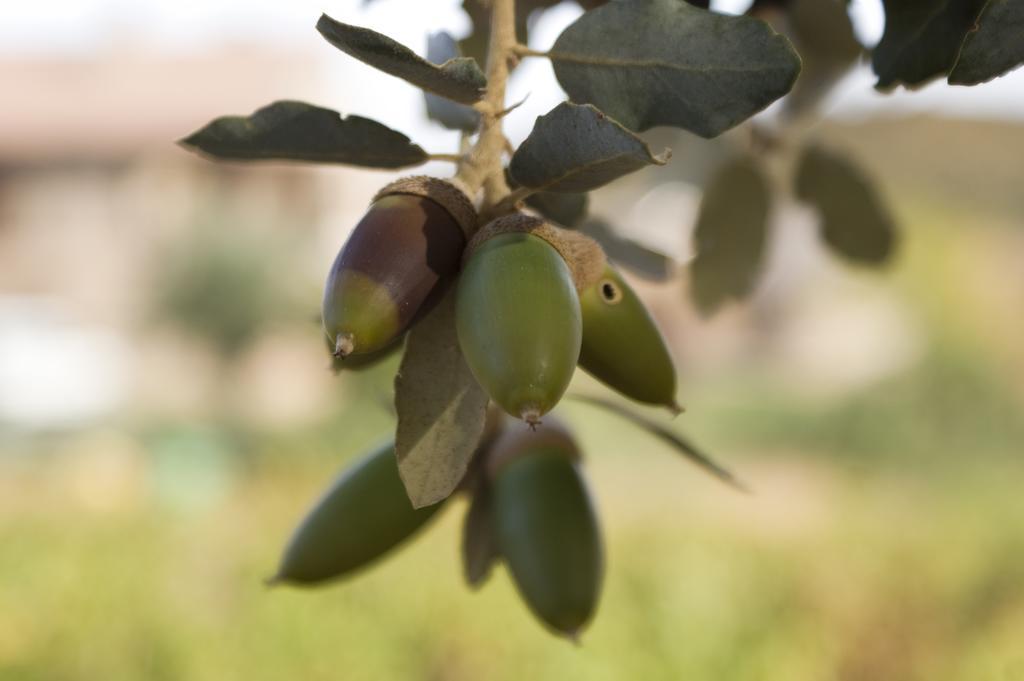 La Codosera Casa Rural Camino Del Alentejo 빌라 외부 사진